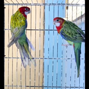 Casal Ancestral Pastel