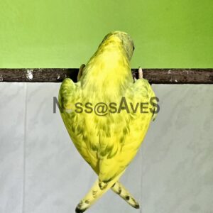 RingNeck Arlequim Recessivo