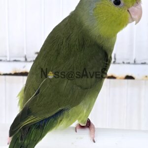 Casal VerdedeCinza /Azul//INO